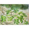 Fig tree leaves painting detail