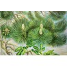 Conifer tree, painting detail