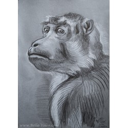 Monkey 1