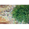 Die Auferstehungspflanze  /Selaginella lepidophylla/